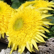 Sonnenblumen Sonnenblumen